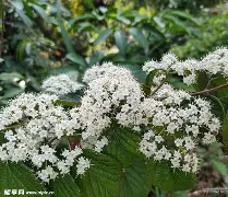 关于鮗蒾炩?gku??阖%:s的信息